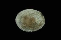 藏品(花笠螺)的圖片